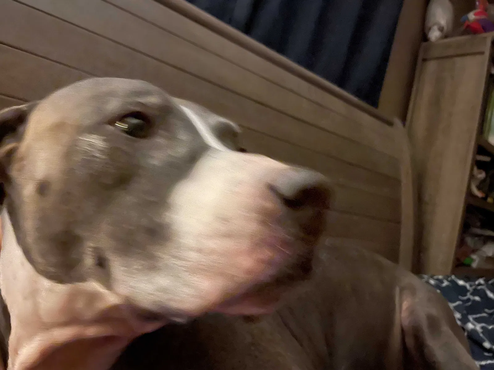 Lost dog in Notasulga, AL, 36866
