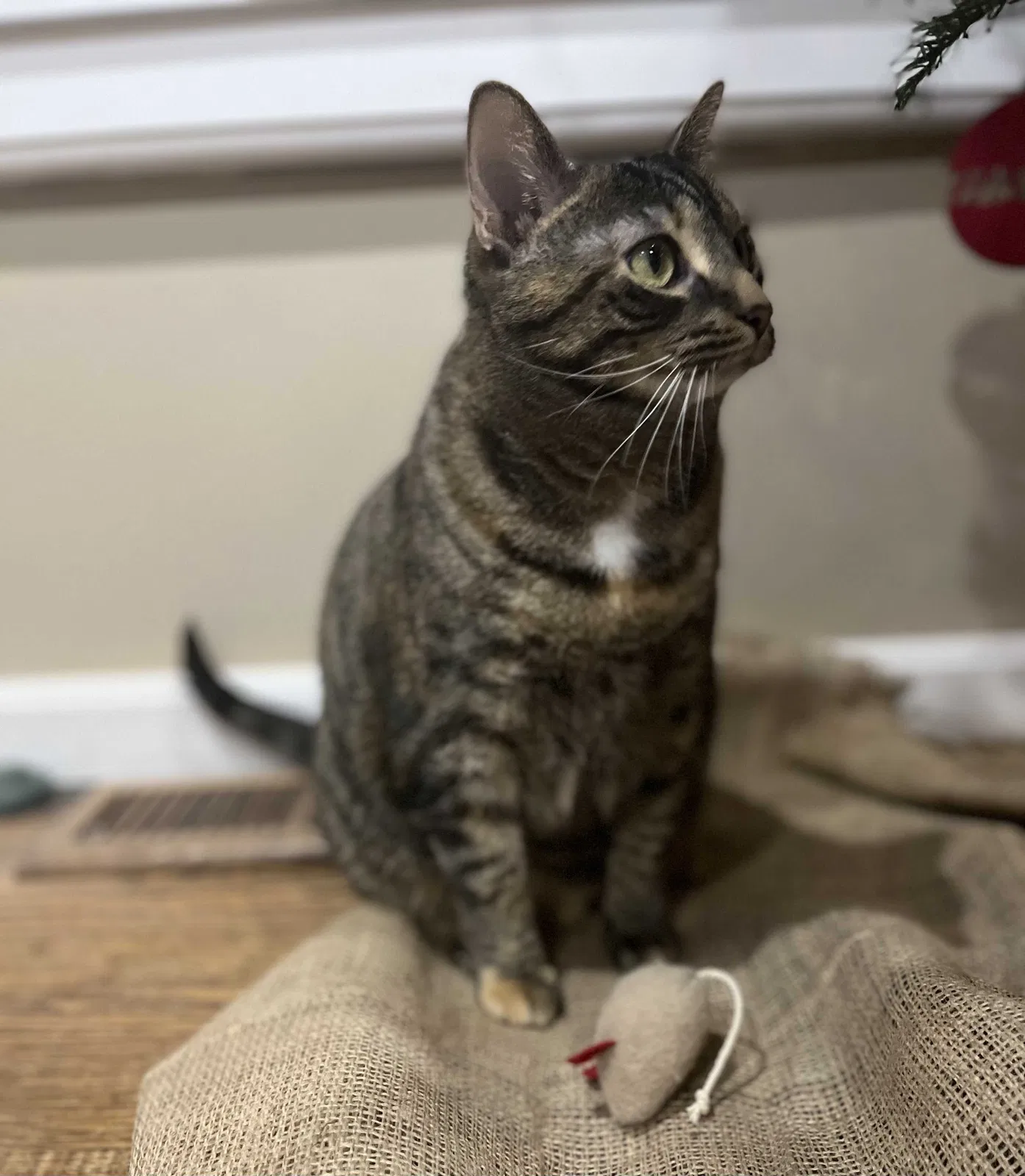 Lost cat in Milford, OH, 45150