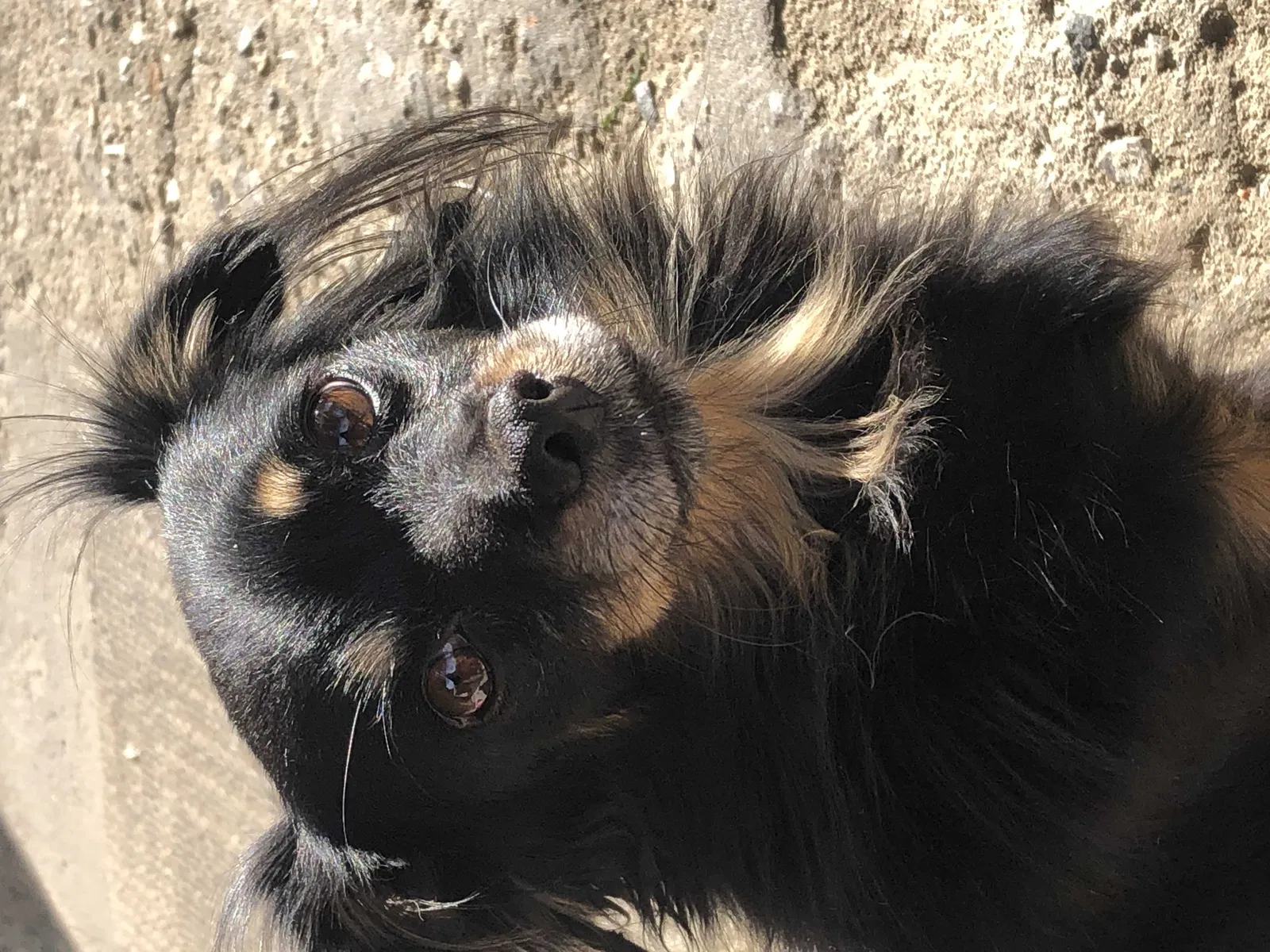 Lost dog in Sylmar, CA, 91342