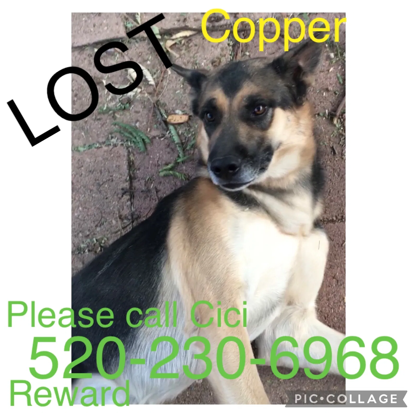 Lost dog in Tucson, AZ, 85706