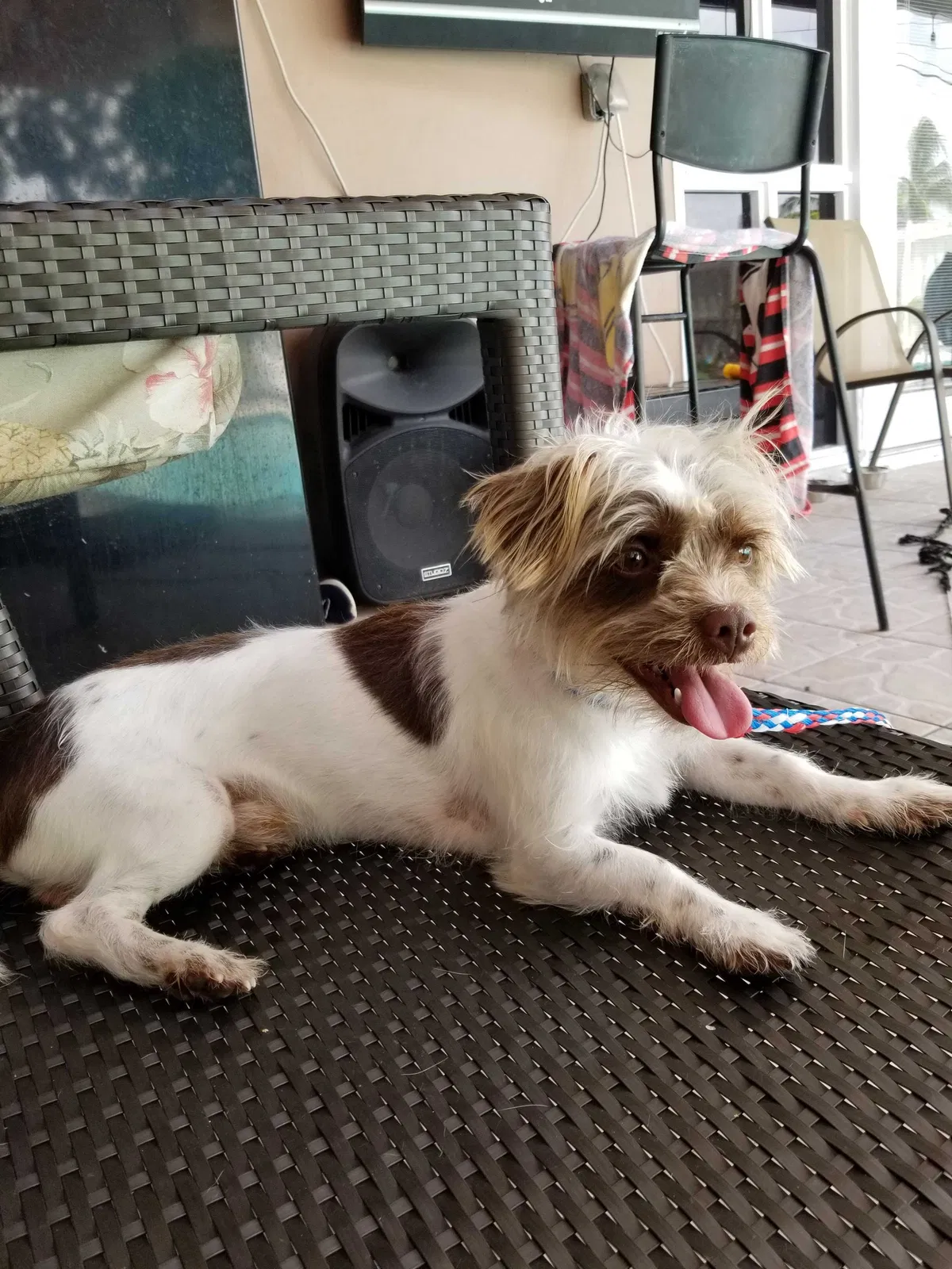 Lost dog in Hollywood, FL, 33023