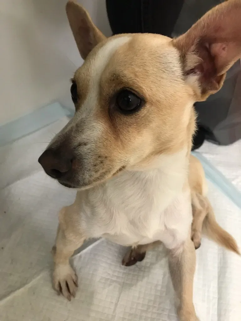 Found dog in Pomona, CA, 91766