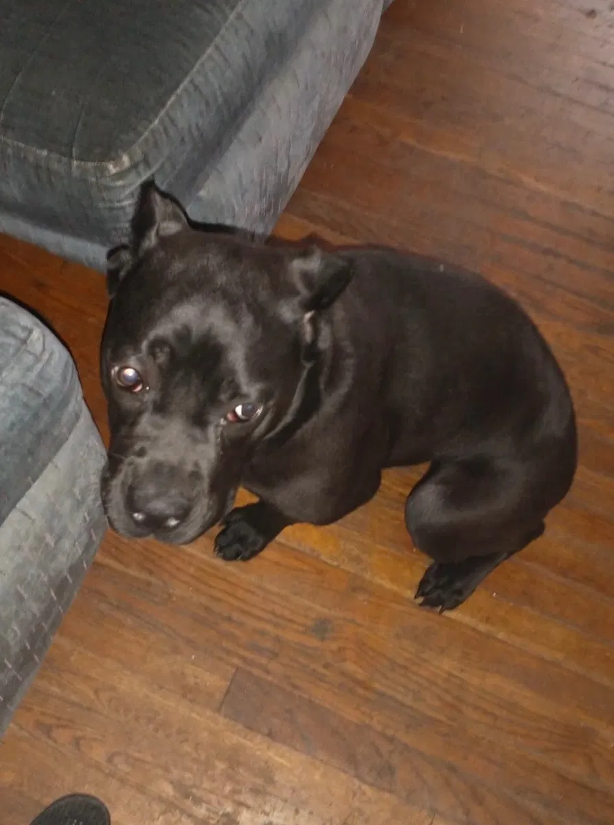 Lost dog in Knoxville, TN, 37931