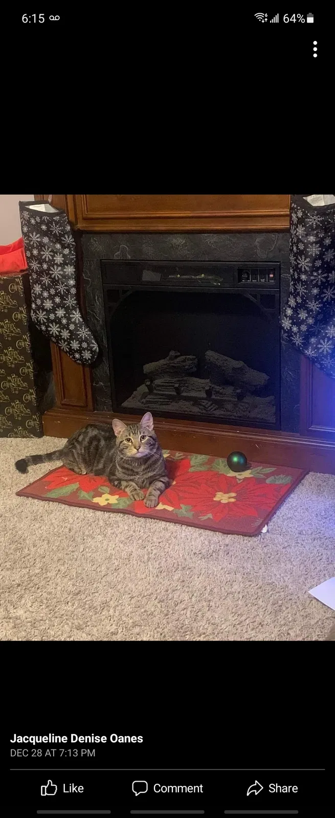 Lost cat in Addison, IL, 60101