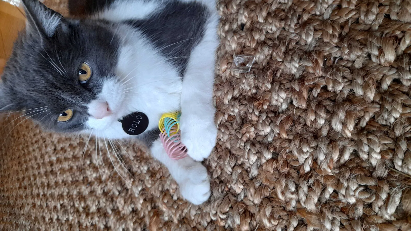 Lost cat in San Francisco, CA, 94115