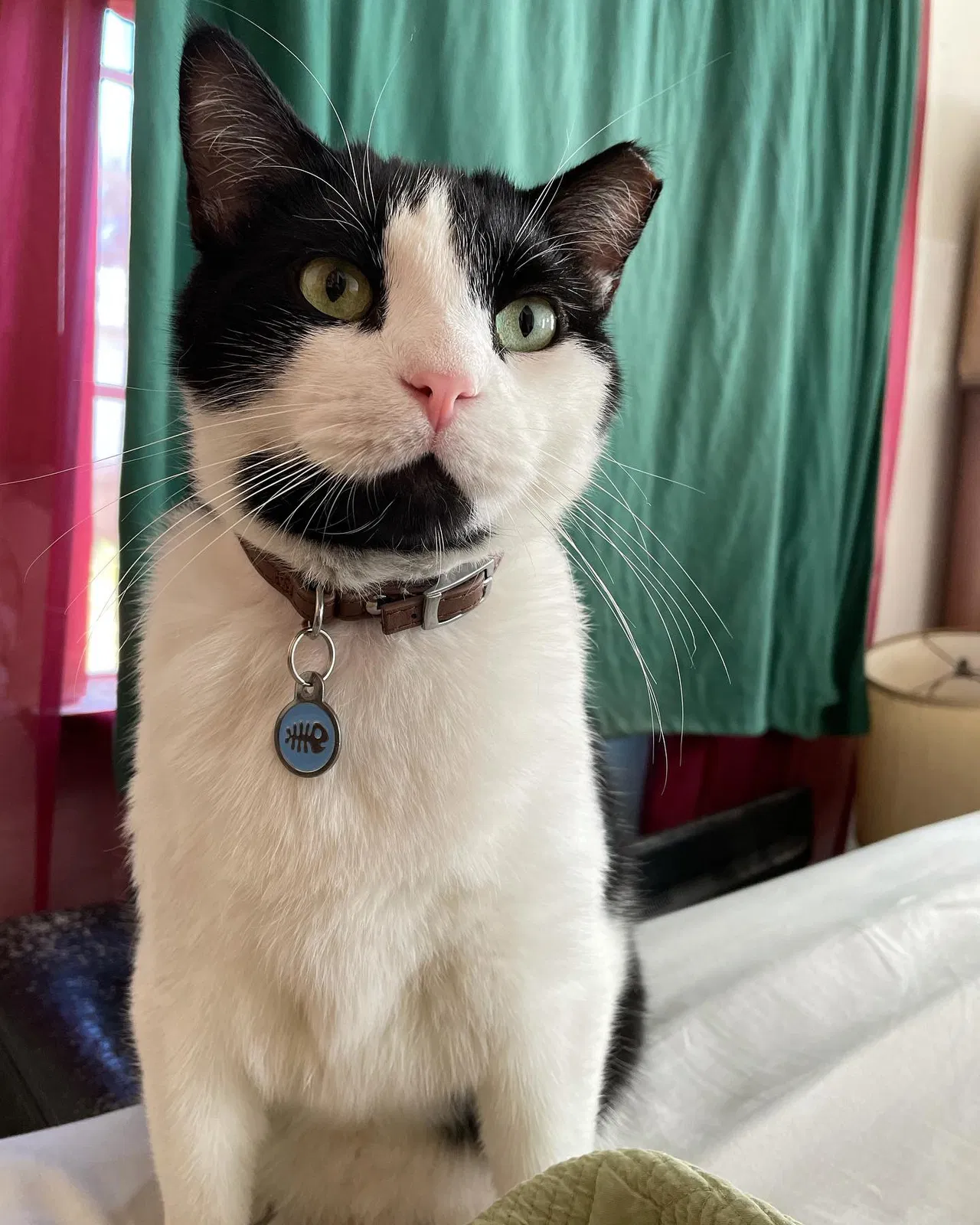 Lost cat in Richmond, VA, 23224