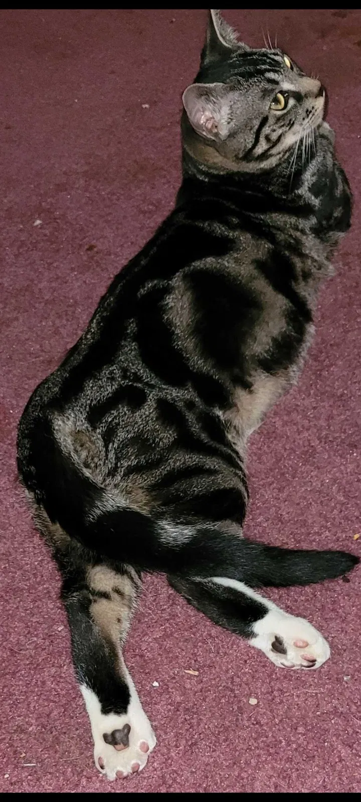 Lost cat in Humble, TX, 77396