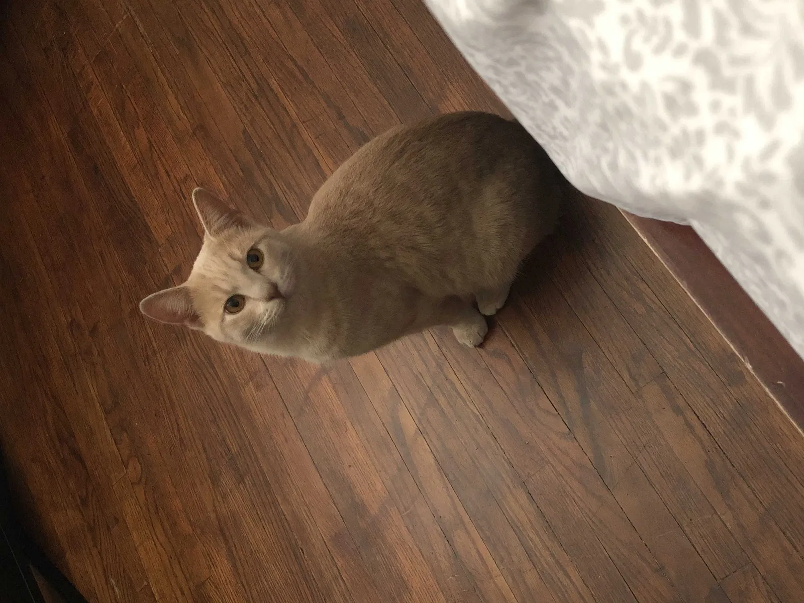 Lost cat in Fresno, CA, 93726
