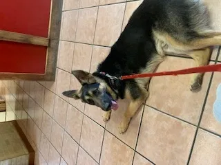 Lost dog in Fort Worth, TX, 76140