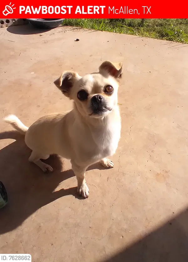 Lost dog in Mcallen, TX, 78501