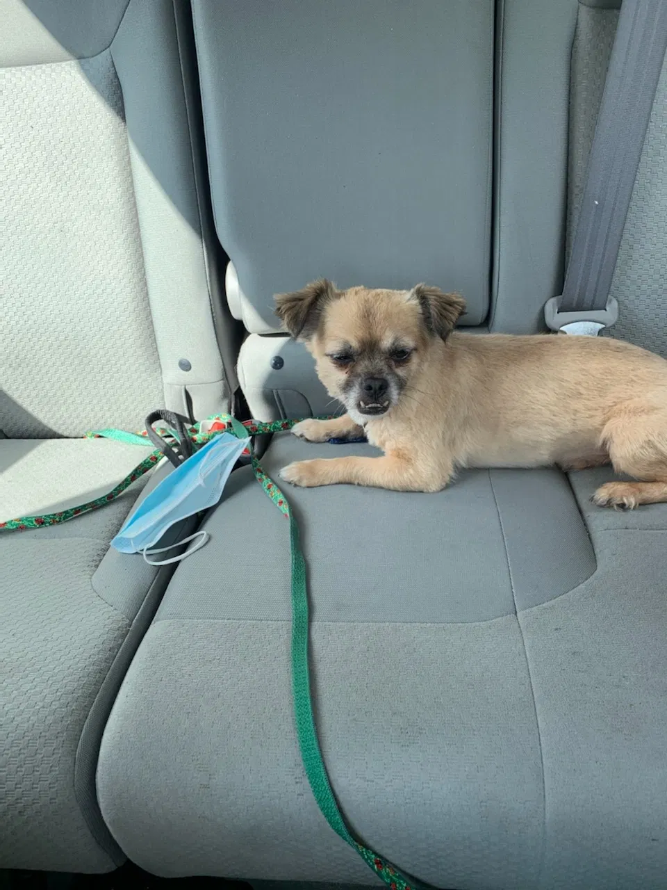 Lost dog in Fayetteville, NC, 28304
