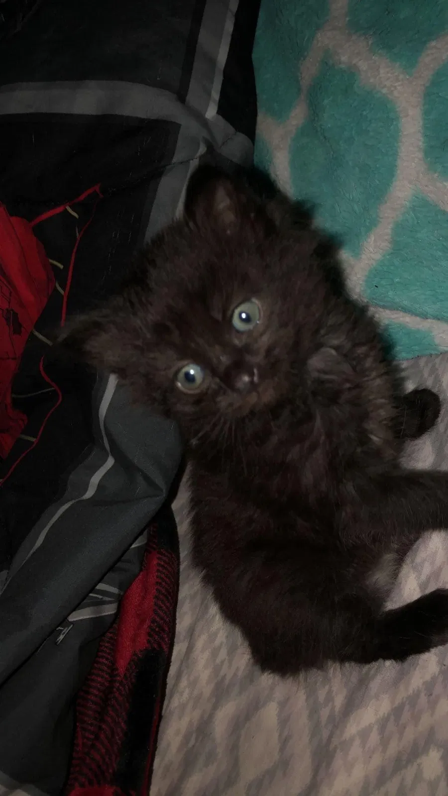 Lost cat in Cumberland Gap, TN, 37724