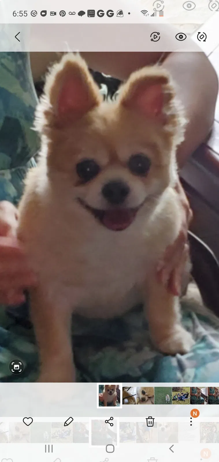 Lost dog in Clermont, FL, 34715