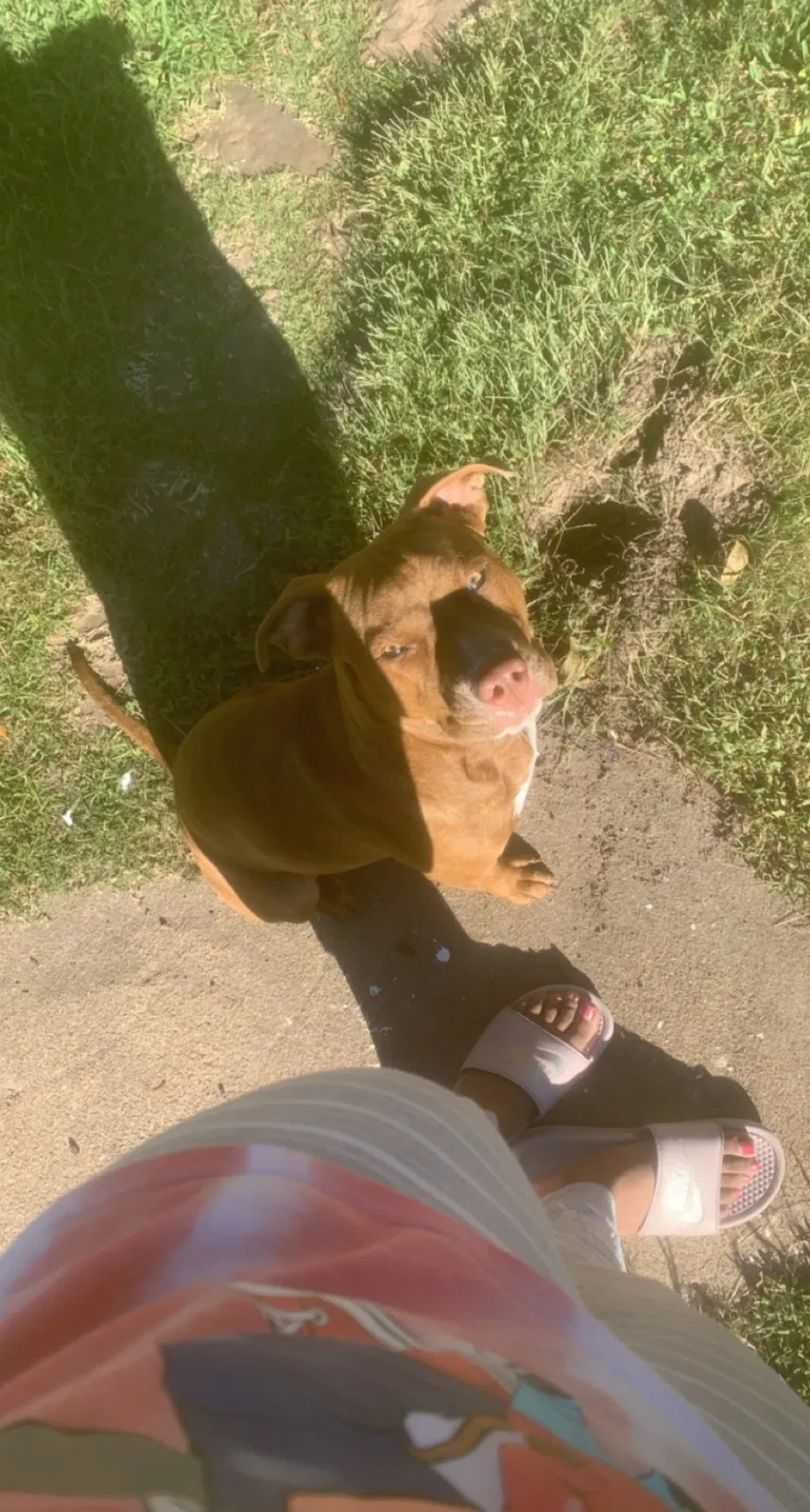 Lost dog in Houston, TX, 77064