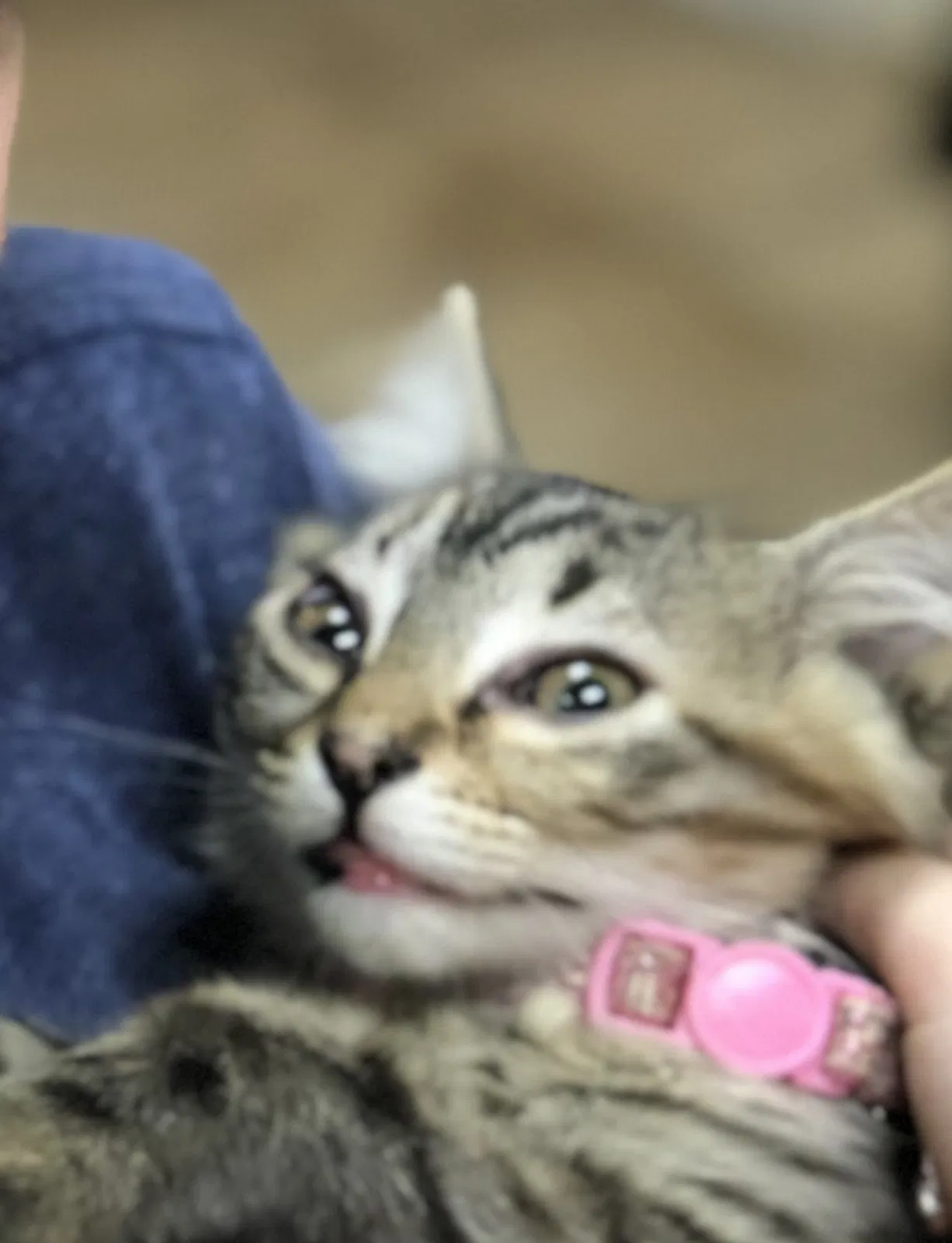 Lost cat in Tuscaloosa, AL, 35405