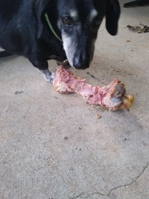 Lost dog in Woodstock, GA, 30188
