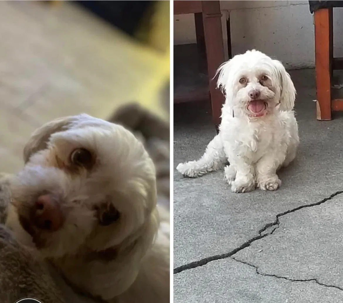 Lost dog in Compton, CA, 90220