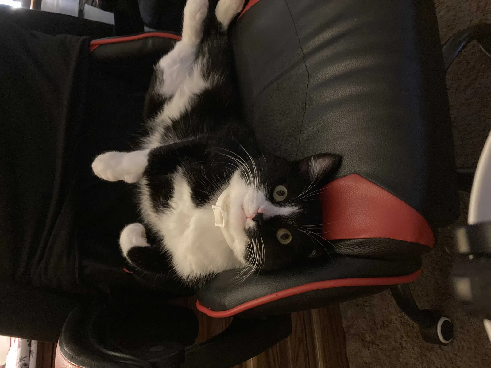 Lost cat in Upland, CA, 91786
