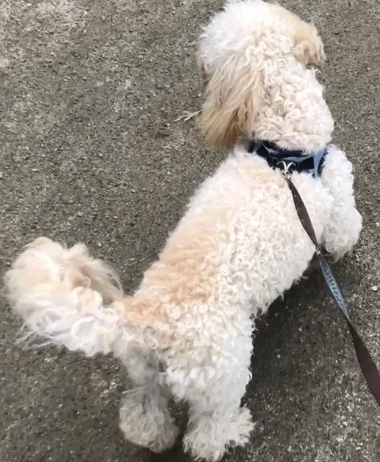 Lost dog in Pico Rivera, CA, 90660