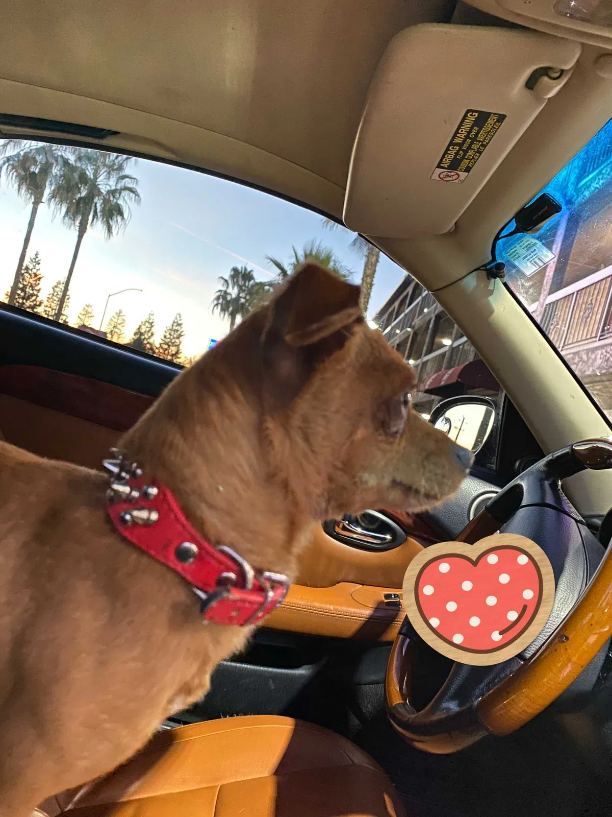 Lost dog in Stockton, CA, 95212