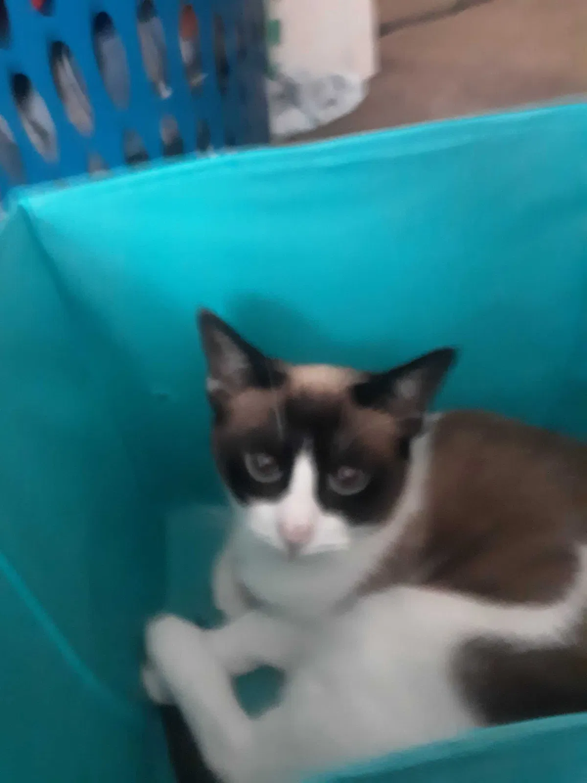 Lost cat in Las Vegas, NV, 89108