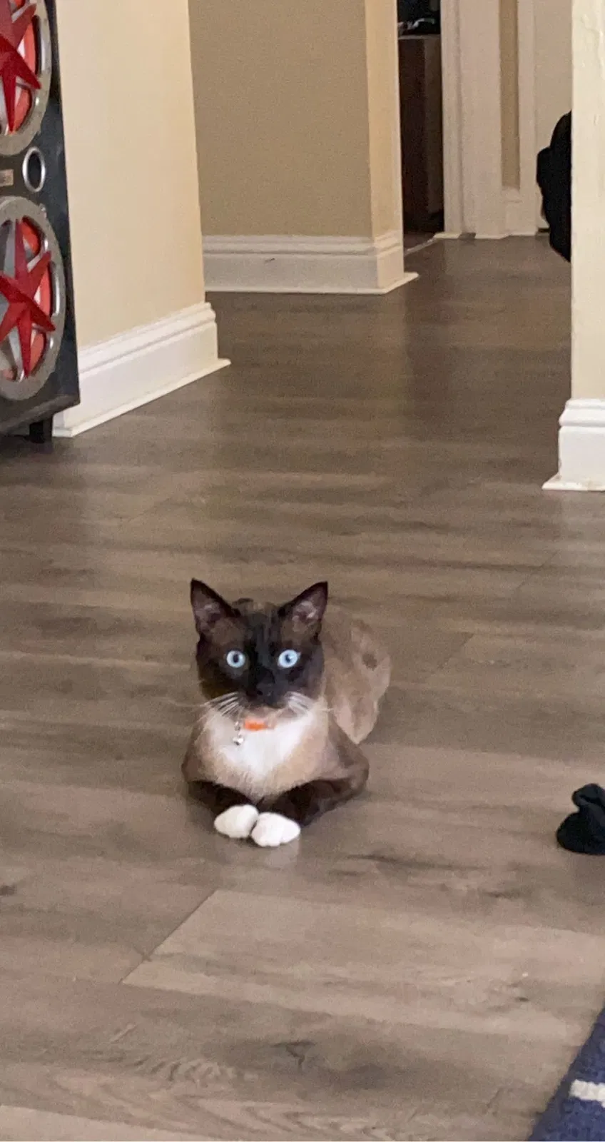 Lost cat in Fresno, CA, 93727