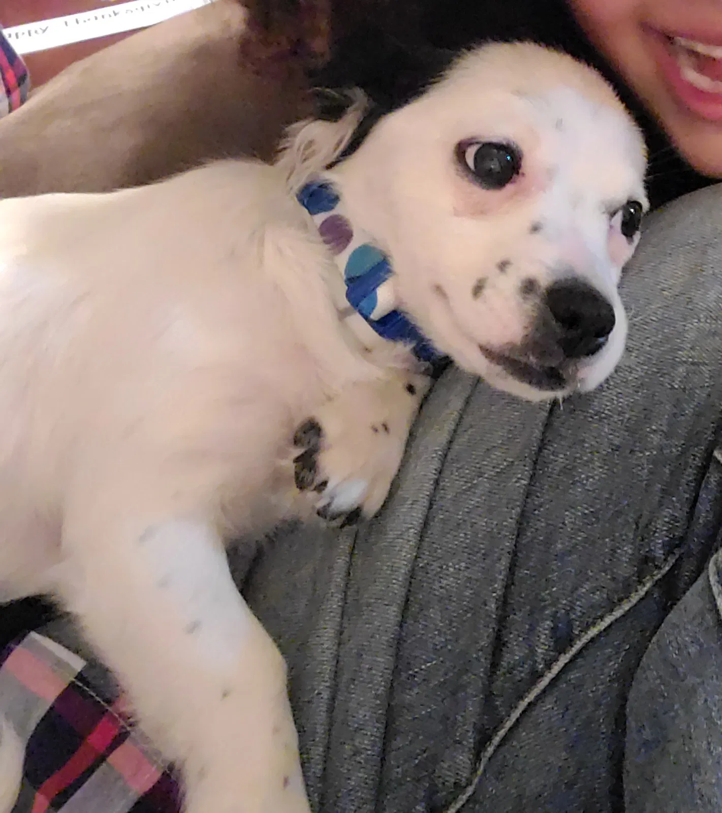 Lost dog in Abilene, TX, 79602