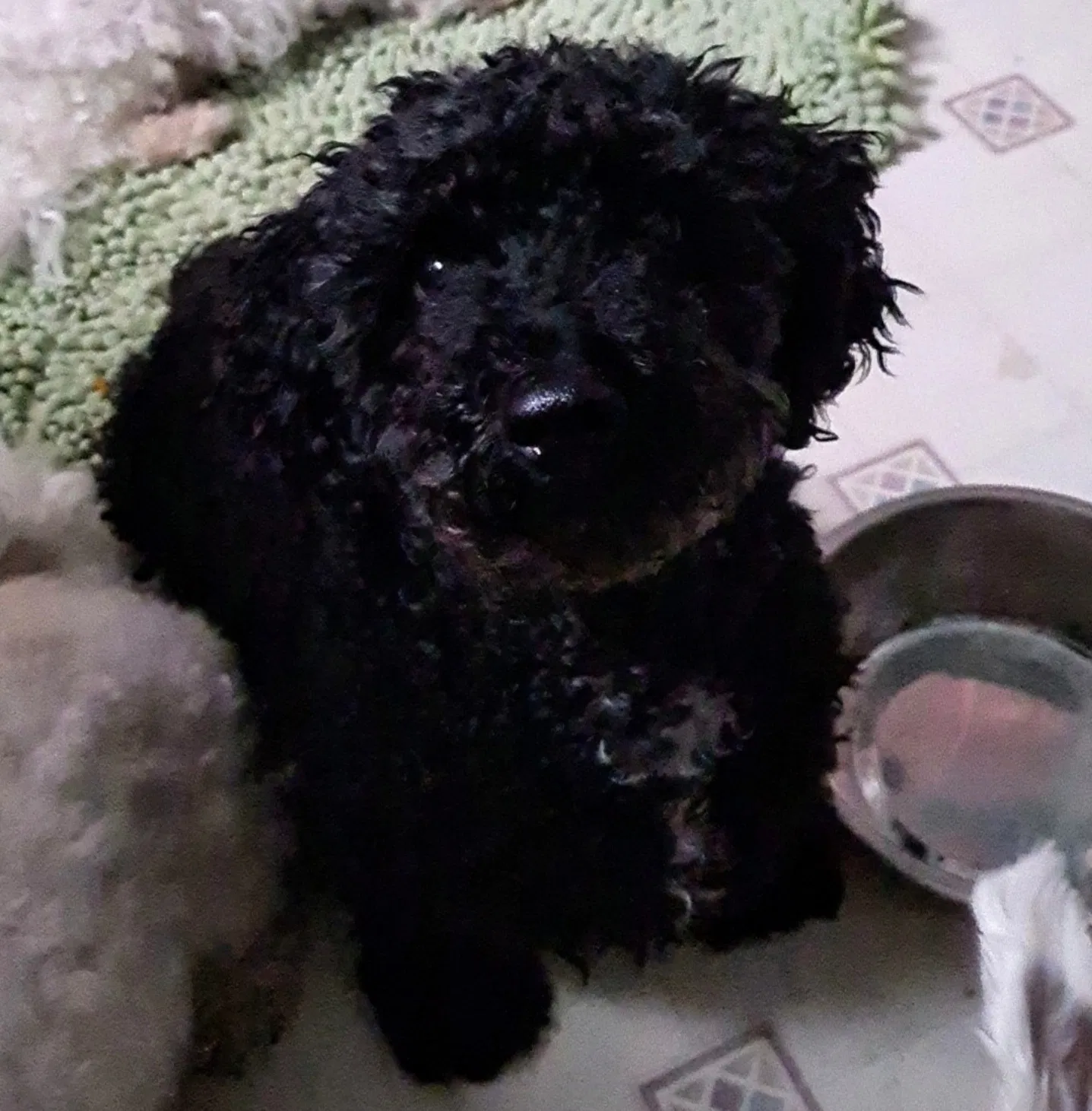 Lost dog in Egg Harbor Township, NJ, 8234