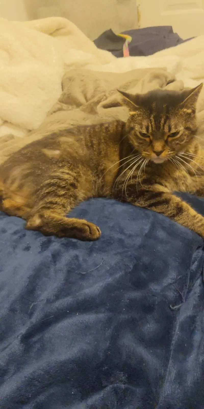 Lost cat in Charleston, SC, 29412