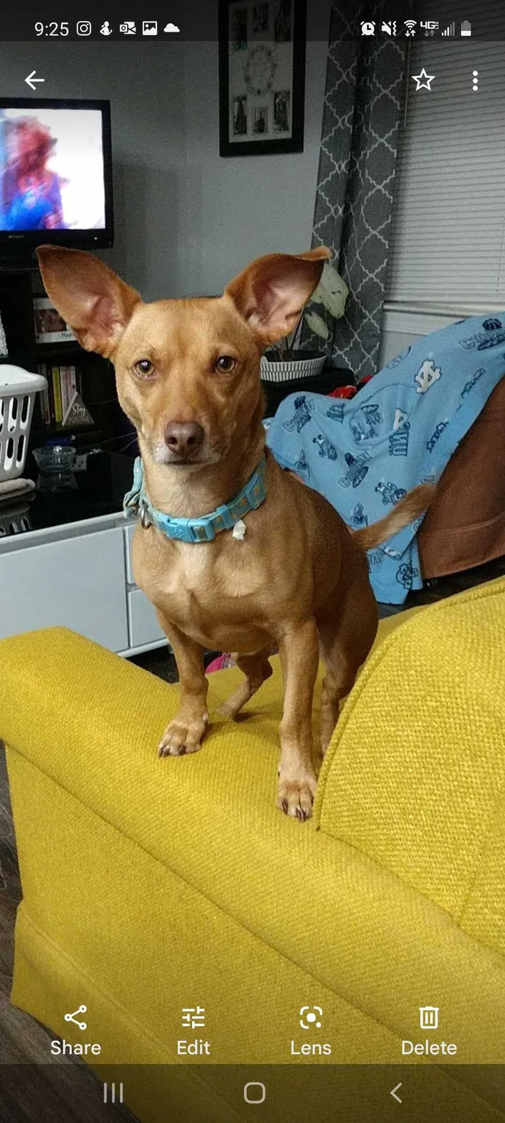 Lost dog in Lincolnton, NC, 28092