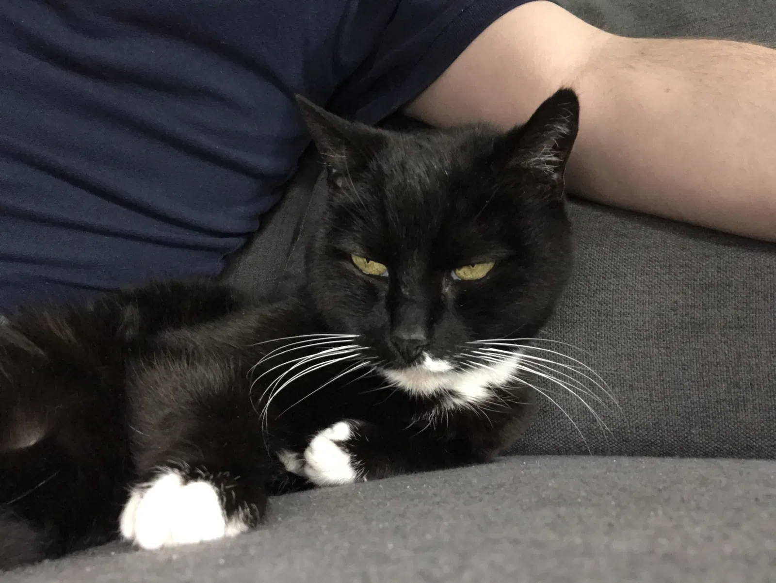 Lost cat in Rochester, NY, 14617