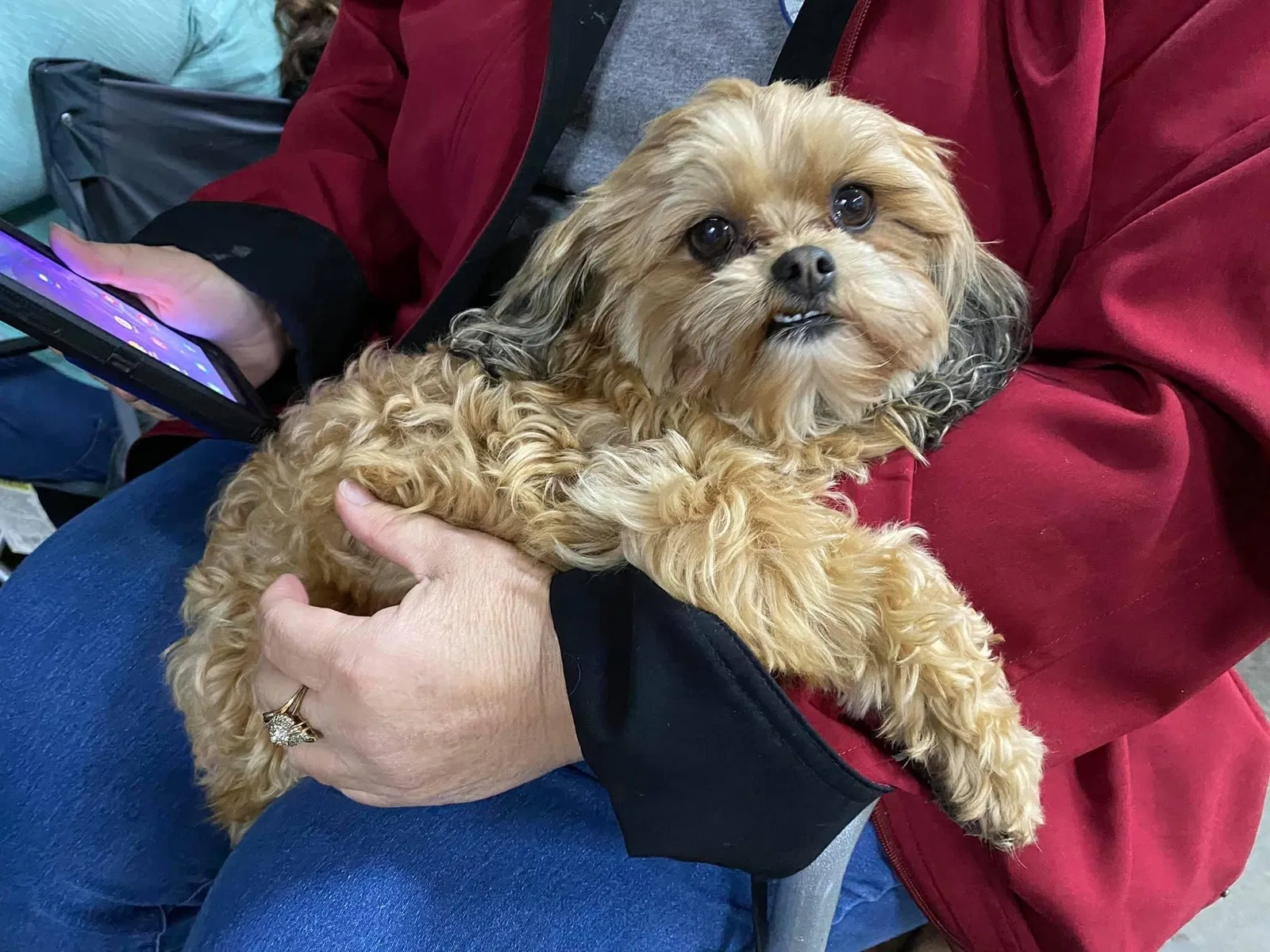 Lost dog in Gaston, SC, 29053