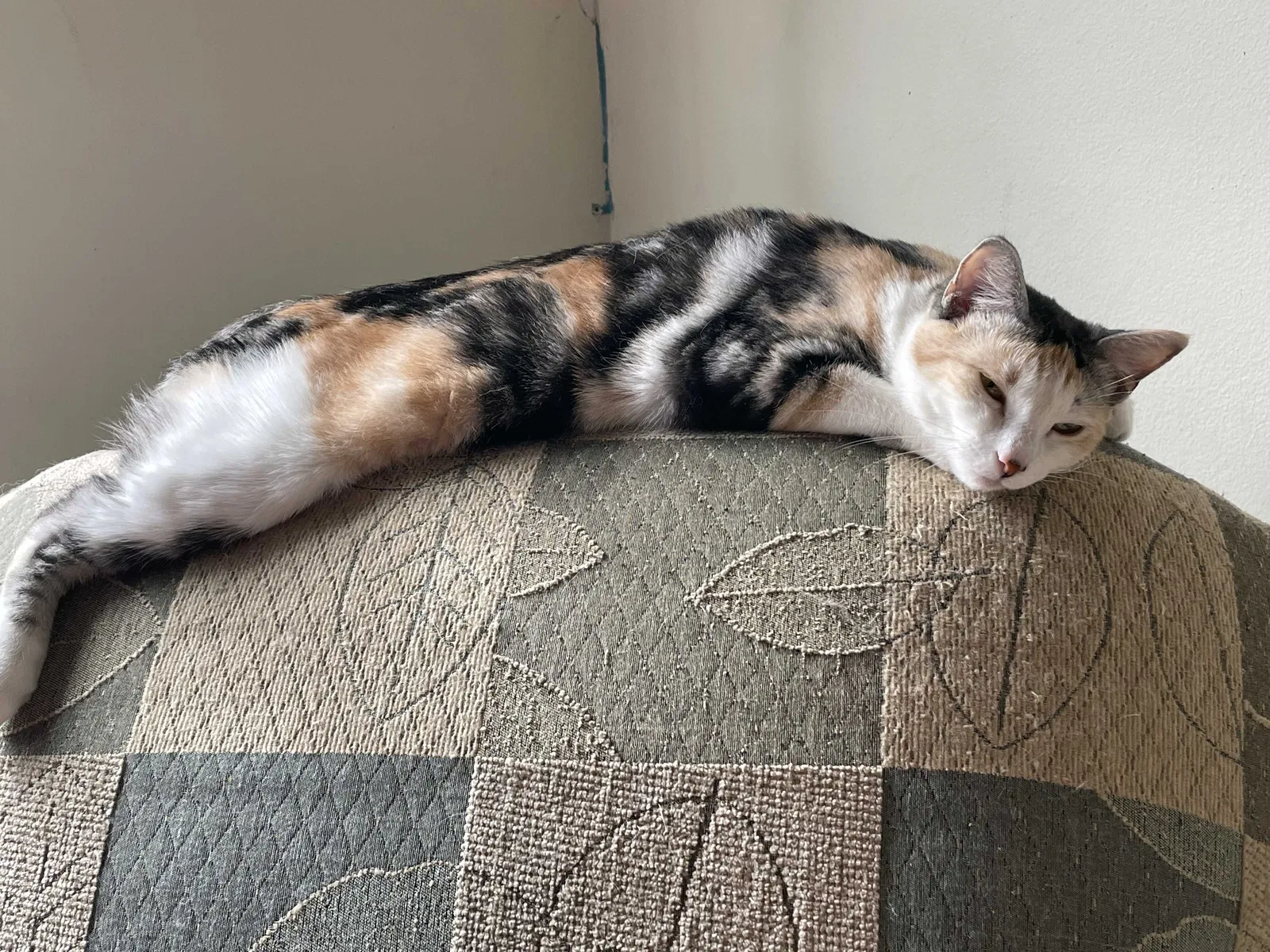 Lost cat in Fort Lauderdale, FL, 33325