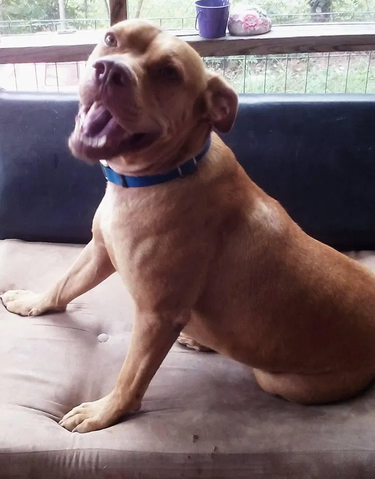 Lost dog in Gaston, SC, 29053