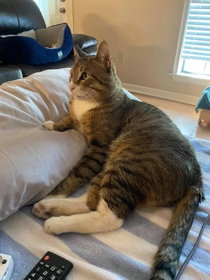 Lost cat in Lafayette, LA, 70501