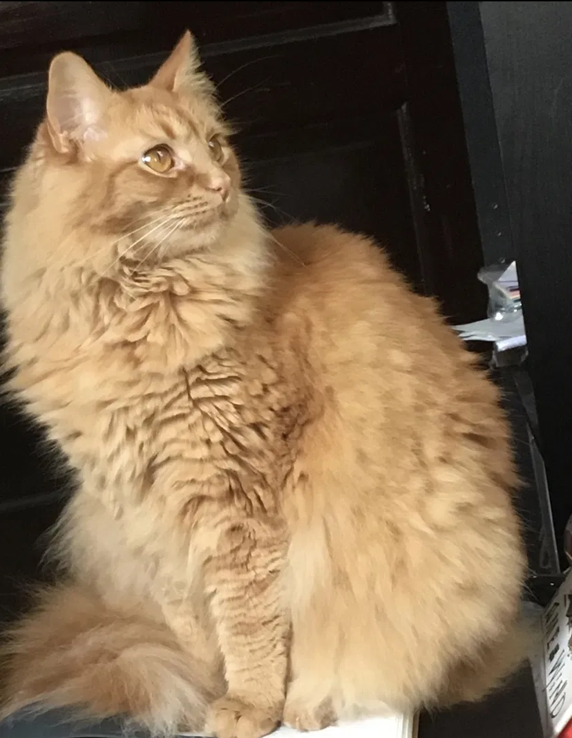 Lost cat in Nashville, TN, 37212