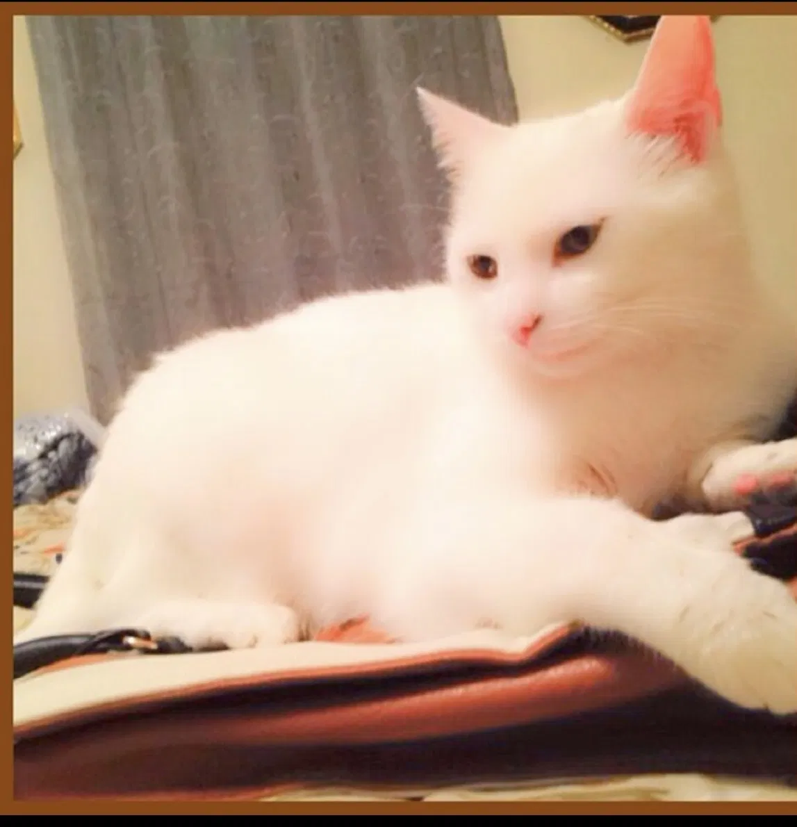 Lost cat in Nashville, TN, 37208