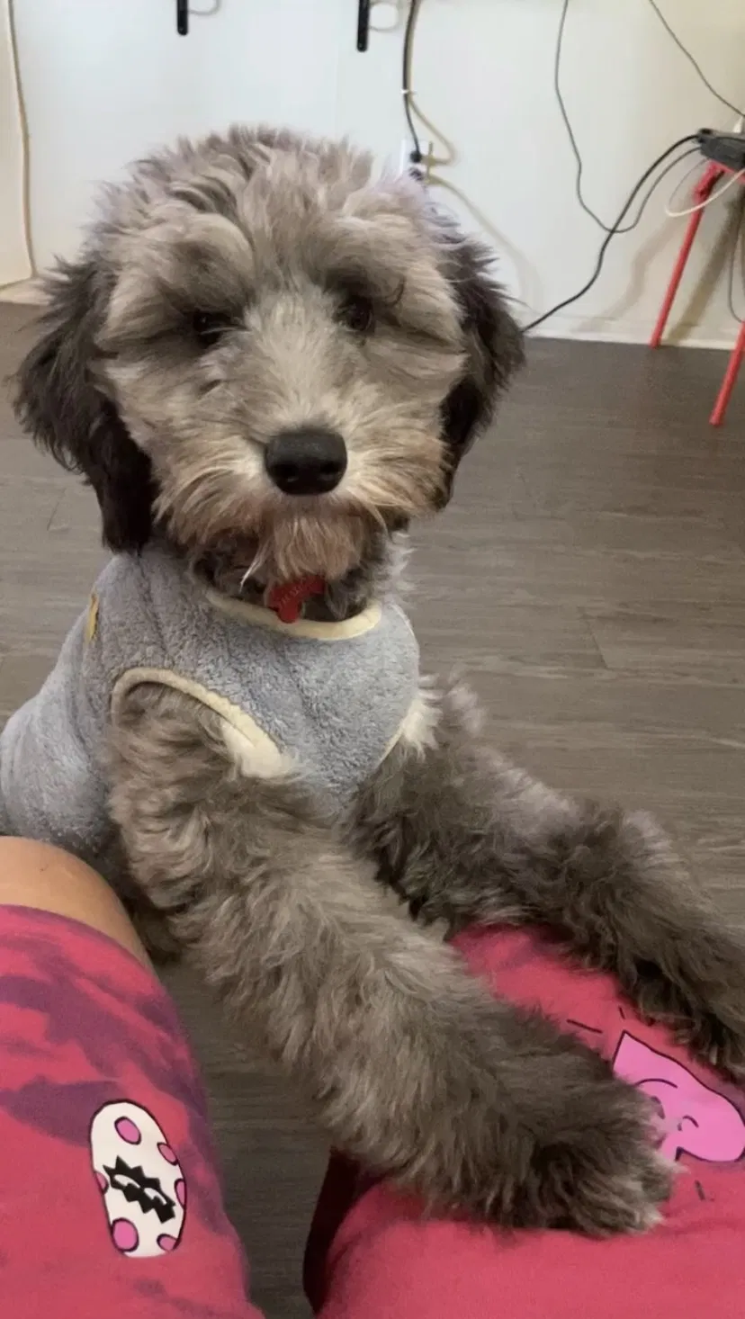 Lost dog in Anaheim, CA, 92802