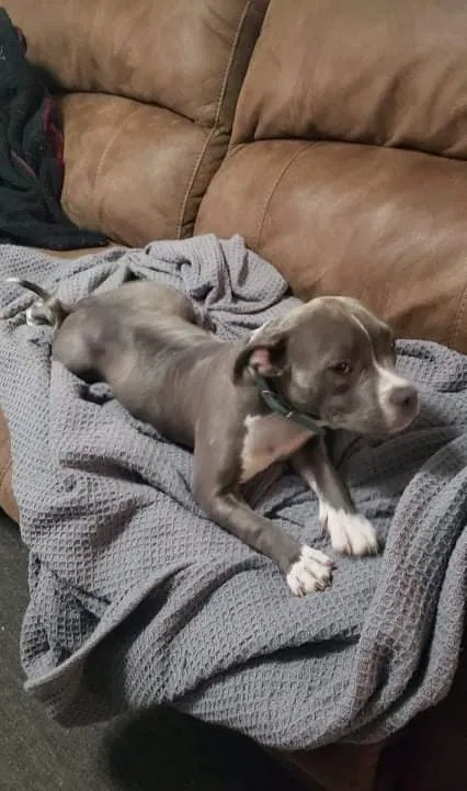Lost dog in Oklahoma City, OK, 73159