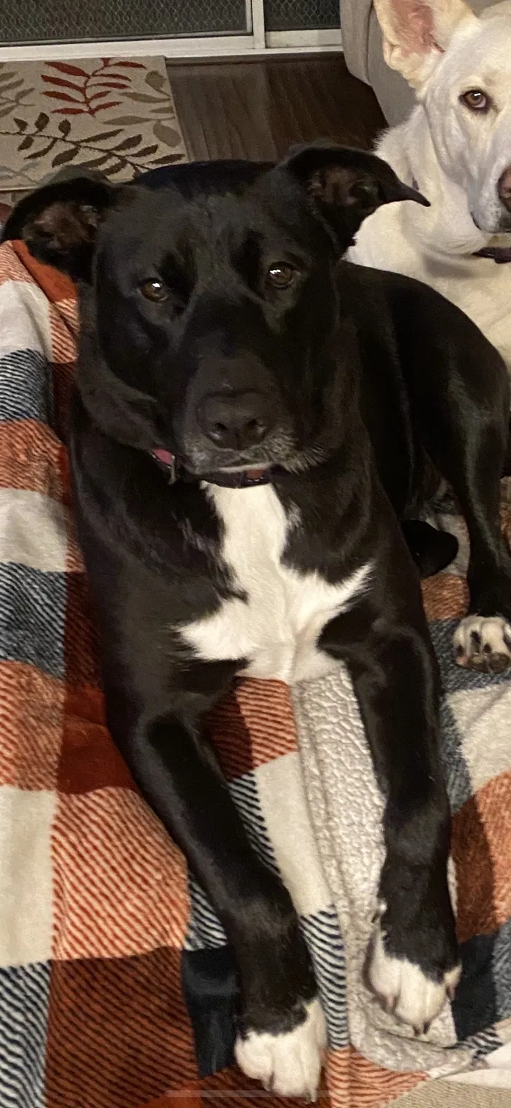Lost dog in Corona, CA, 92882