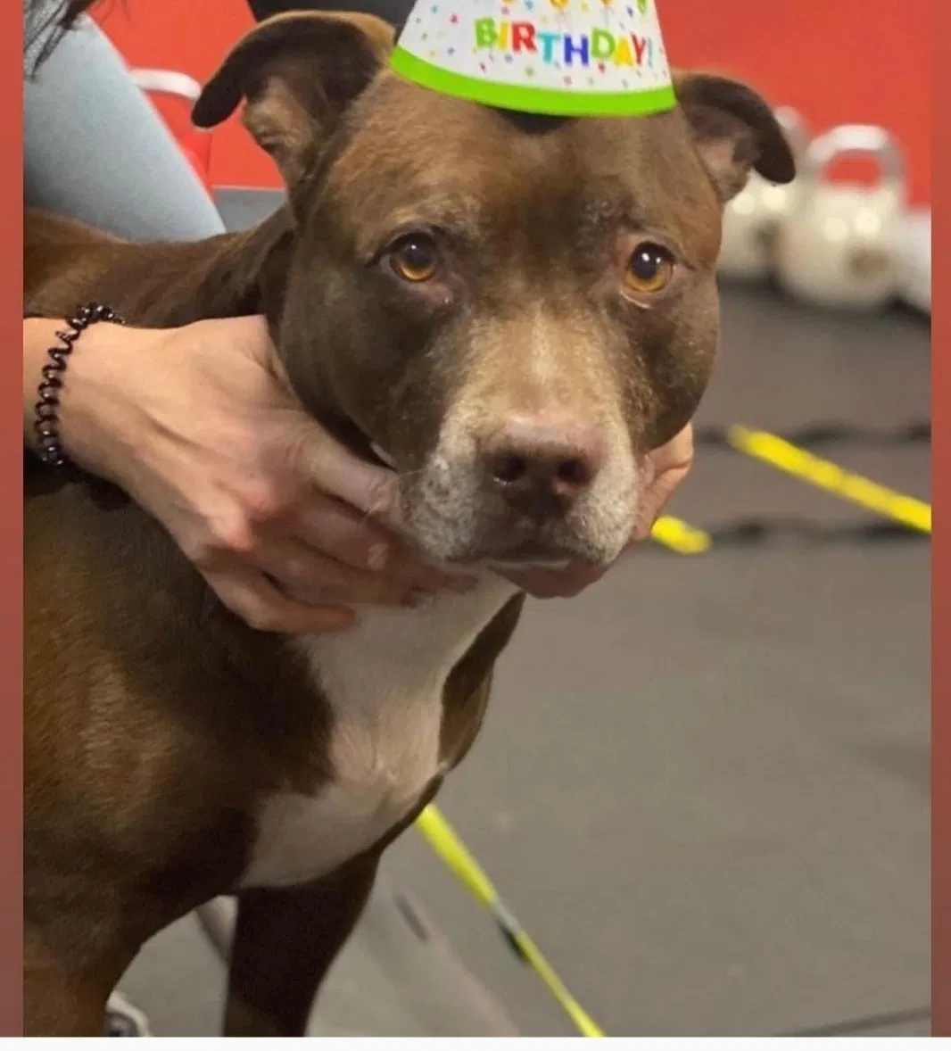 Lost dog in Fort Myers, FL, 33912