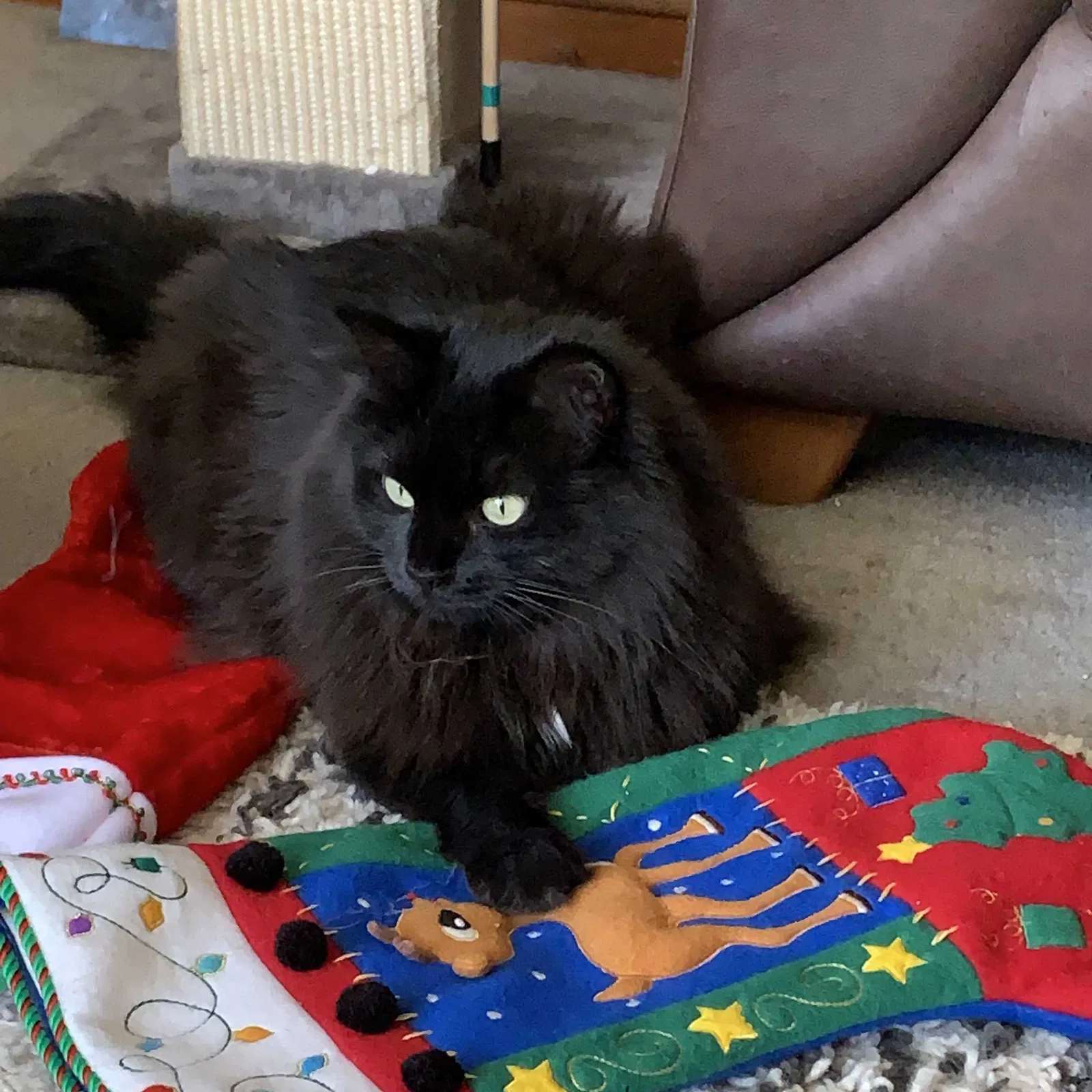 Lost cat in Madison, WI, 53719