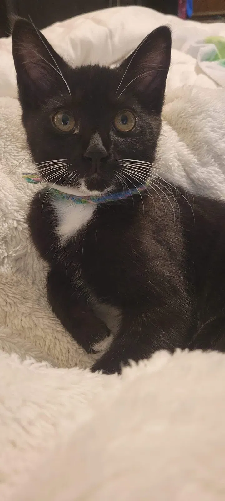 Lost cat in Lugoff, SC, 29078