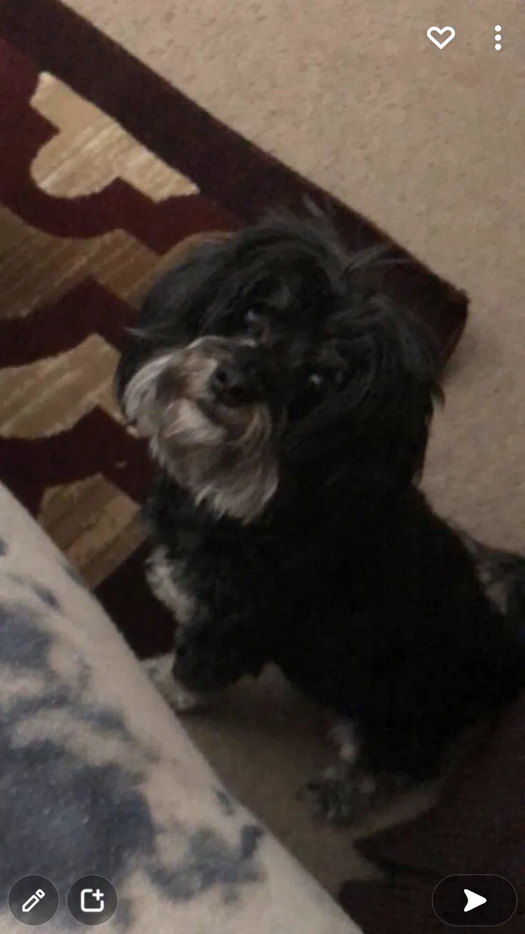 Lost dog in Tucson, AZ, 85730