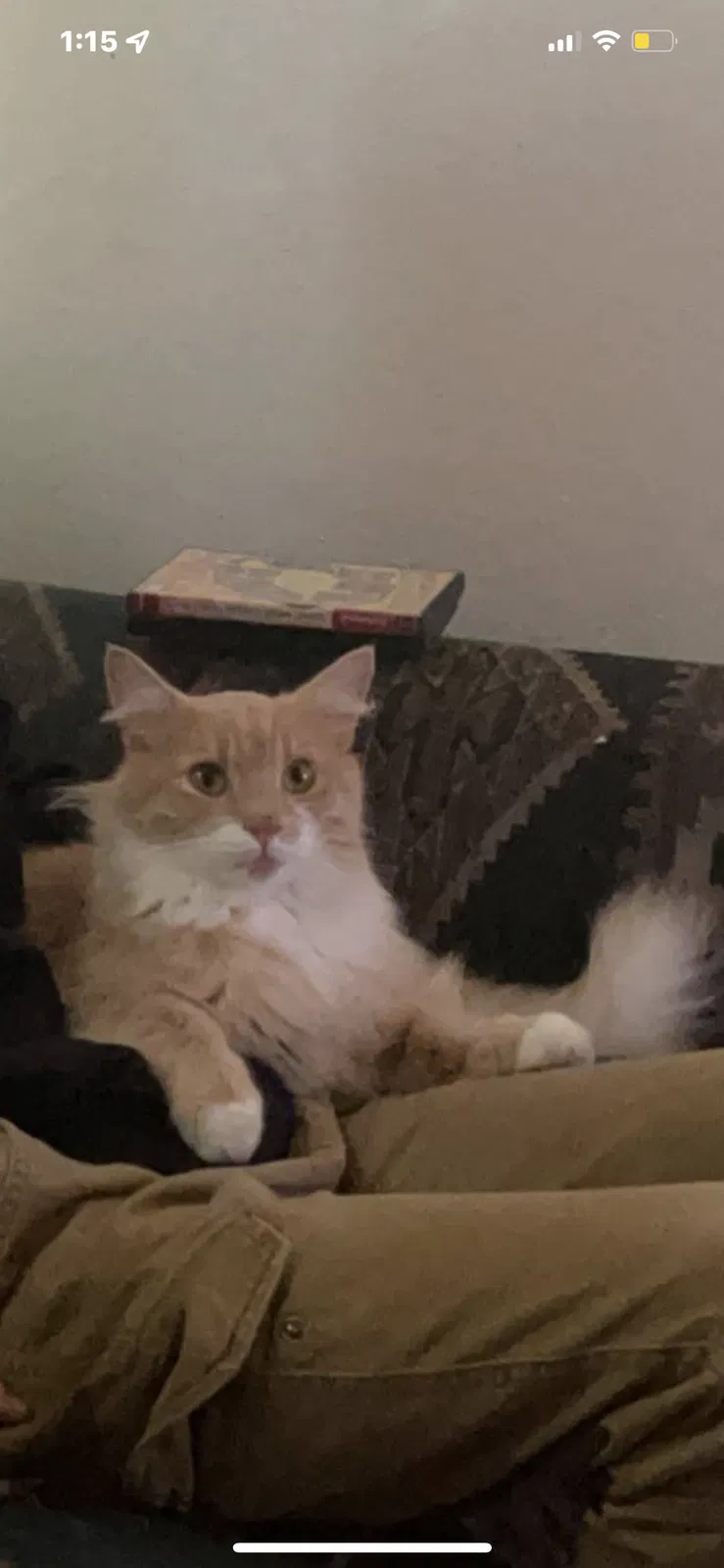 Lost cat in Oregon City, OR, 97045