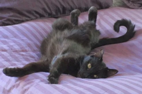 Lost cat in Las Vegas, NV, 89144