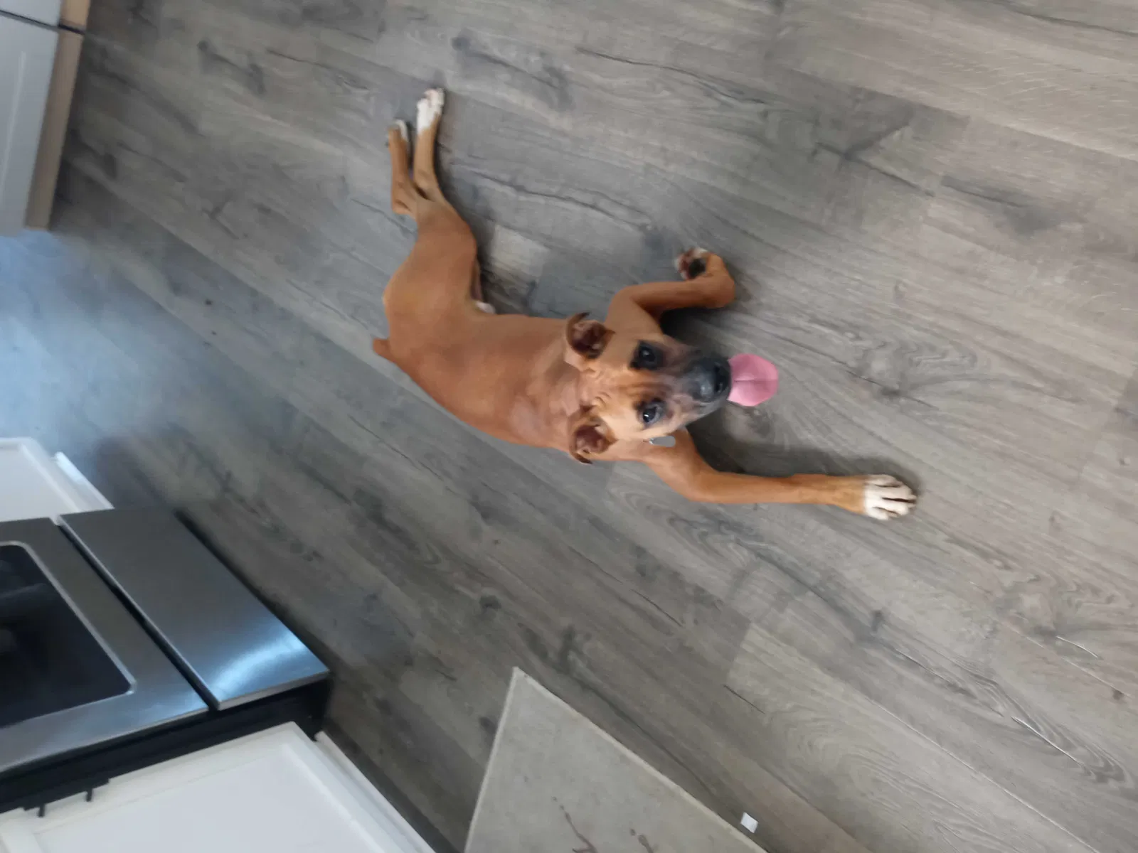 Lost dog in Charlotte, NC, 28215