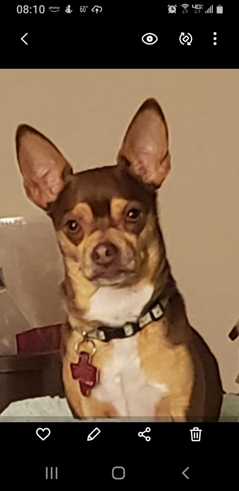 Lost dog in Krum, TX, 76249