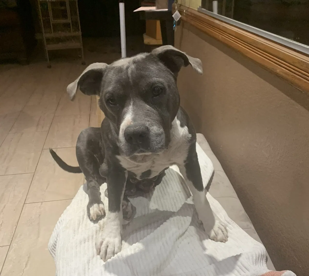 Lost dog in Perris, CA, 92570