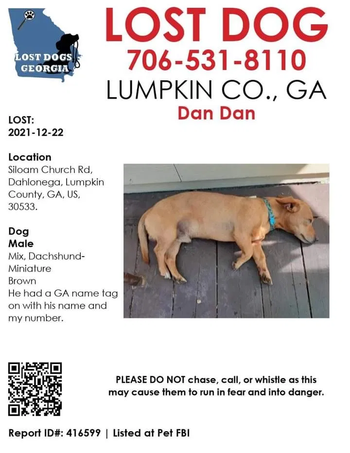 Lost dog in Dahlonega, GA, 30533